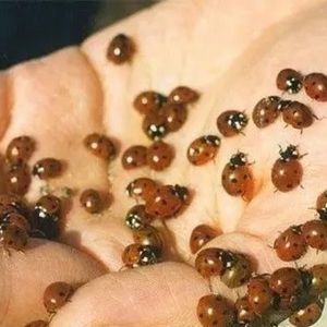 Meet your Posher, Ray